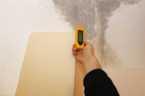 Mold Remediation for Vacation Homes in Springhill, LA